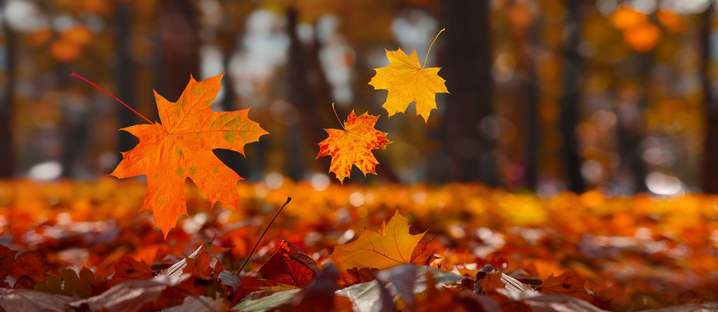 Close-up of vibrant autumn leaves floating in midair above a forest floor covered in fallen leaves. The scene features a large orange maple leaf in the foreground, with two smaller yellow and red leaves in the background. The soft, blurred backdrop of trees and more leaves creates a warm, dreamy atmosphere filled with the golden hues of fall.